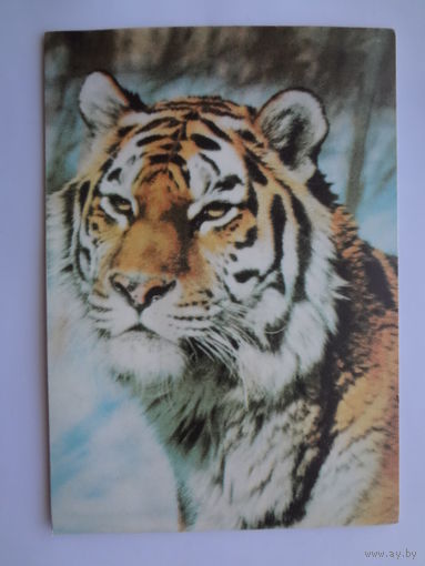 Календарик 1997 г. Тигр.