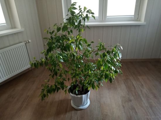Фикус