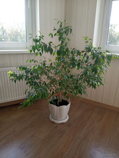 Фикус