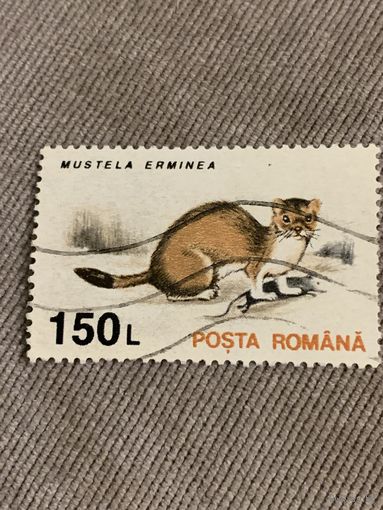 Румыния. Mustela erminea. Марка из серии