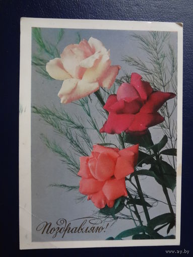 Поздравляю!  1977 г.  Розы.
