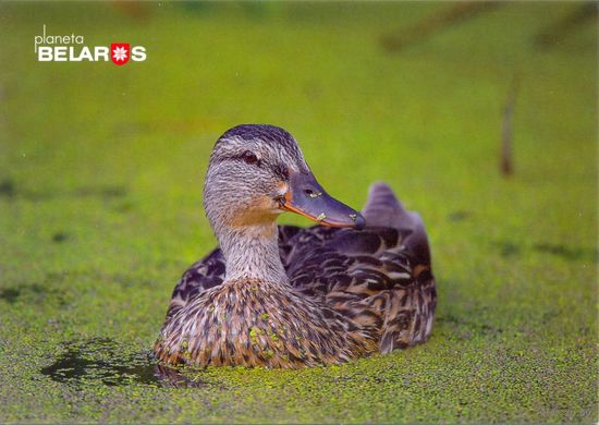 Планета Беларусь, кряква, 2019, тираж 2000 экз.