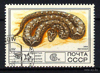 1977 СССР. Песчаная эфа