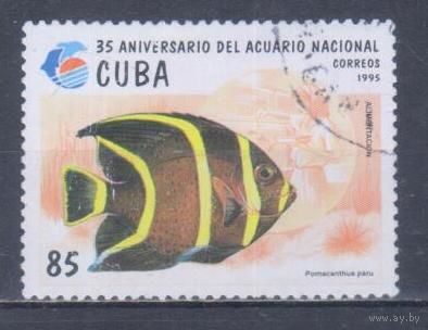 [1565] Куба 1995. Фауна.Рыбы. Гашеная марка. 2