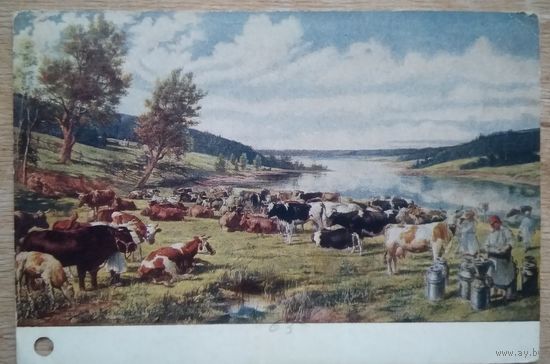 Яковлев В. Колхозное стадо. Соцреализм 1952 г. Чистая.