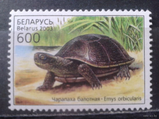 2003 Черепаха**