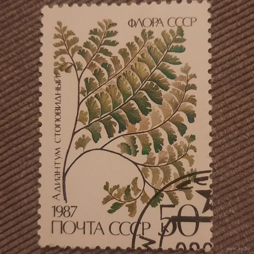 СССР 1987. Флора СССР. Адиантум стоповидный. Гашение низ право