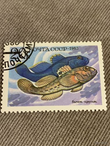 СССР 1983. Рыбы. Бычок-кругляк. Марка из серии