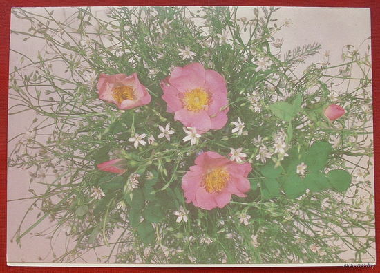 Цветы. Чистая. Двойная. 1989 года. Дергилева. 840.