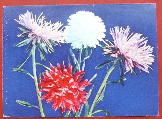 Астры. Чистая. 1968 года. Фото Григорова. 1565.