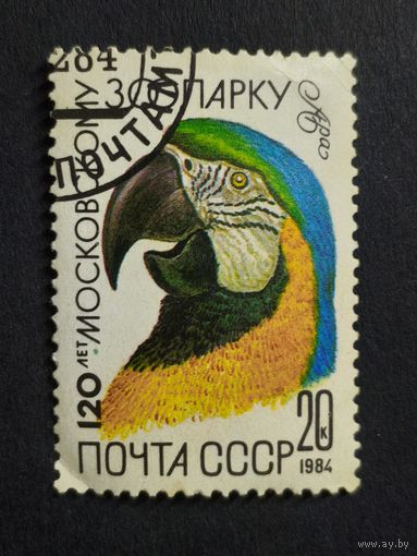 1984 СССР. Московский зоопарк. Фауна. Животные. Звери. Попугай Ара