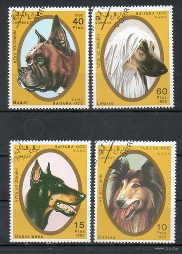 Собаки Сахарская Арабская Демократическая Республика 1992 год серия из 4-х марок