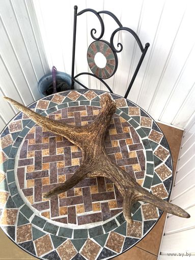 Рога размер 56/45