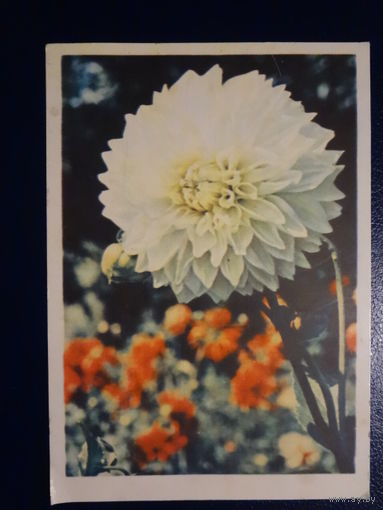 Георгин.  1965 г.  Минск.  подписанная.