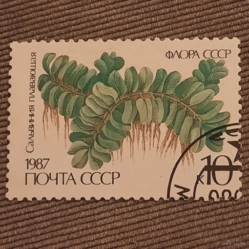СССР 1987. Флора СССР. Сальвиния плавающая. Гашение низ право
