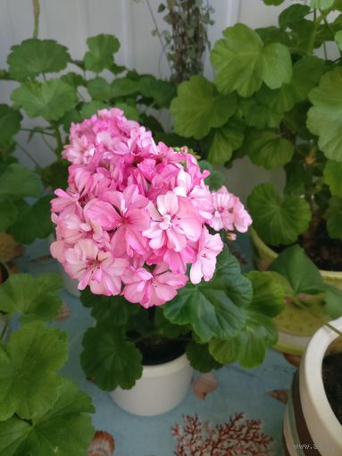 Герань цветущая розовой окраски Occold Lagoon