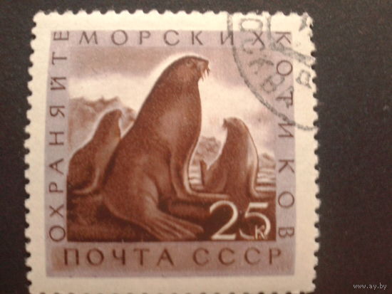 СССР 1960 морские котики