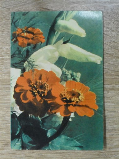 ПОДПИСАННАЯ ОТКРЫТКА СССР. "ЦИНИИ С ГЛАДИОЛУСОМ" фото. А. и М. АНАНЬИНЫХ 1965 год.
