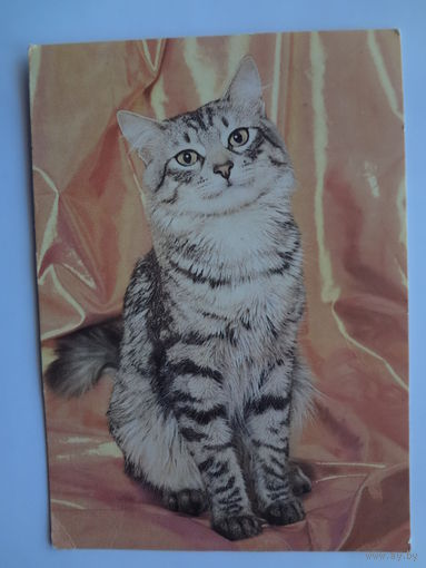 Календарик 1993 г.  Кошка. (125).