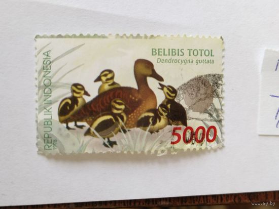 Индонезия 1998 утки