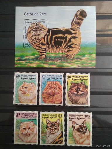 Сахара 1999г. Кошки.