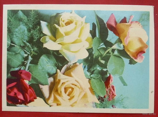 Розы. Чистая. 1969 года. Ананьиных. *340.