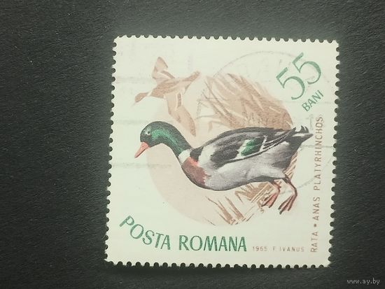 Румыния 1965. Птицы