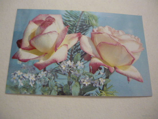 РОЗЫ .1990г