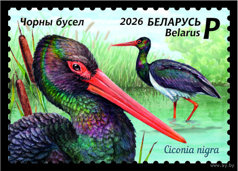 2026 БЕЛАРУСЬ     "Птицы Беларуси. Черный аист" MNH