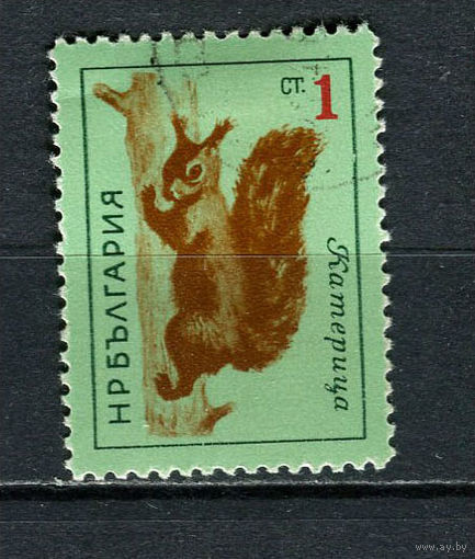 Болгария - 1963 - Фауна. Белка 1St - [Mi.1377] - 1 марка. Гашеная.  (Лот 16FR)-T25P23