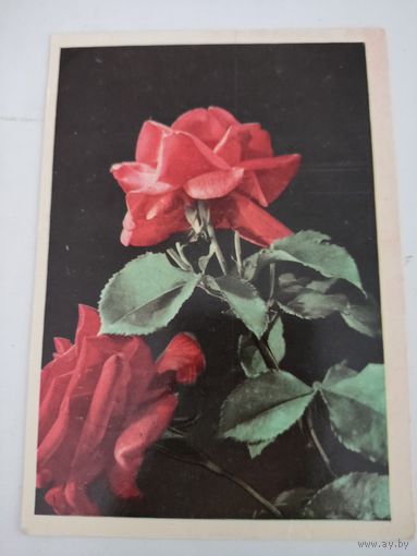 Открытка "Розы" 1969г, фото А.и М.Ананьиных