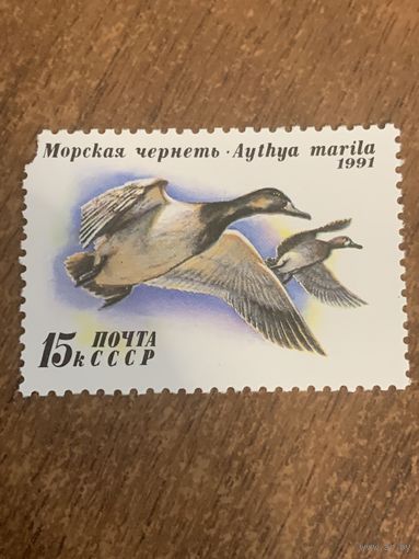 СССР 1991. Утки. Морская чернеть. Марка из серии