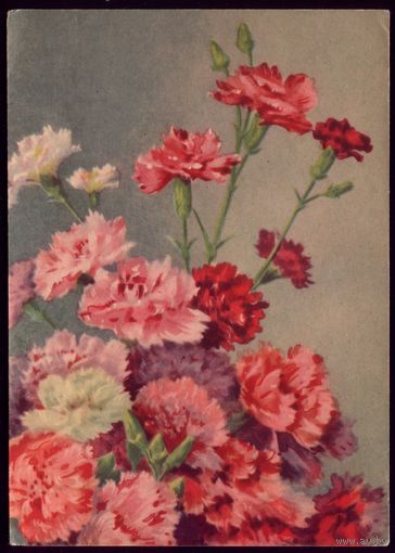 1955 год Гвоздики