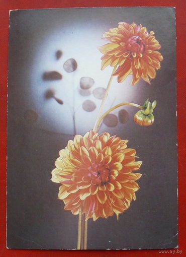 Георгины. Чистая. 1988 года. Фото Киндровой. 1566.