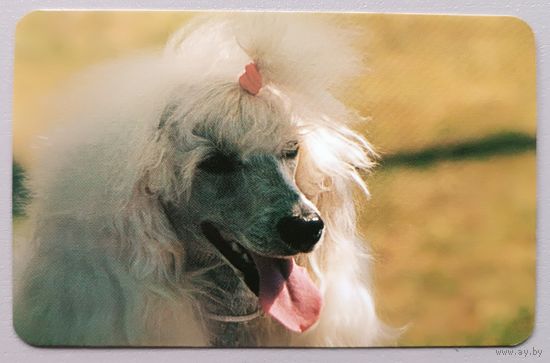 Собака. Календарик 1998
