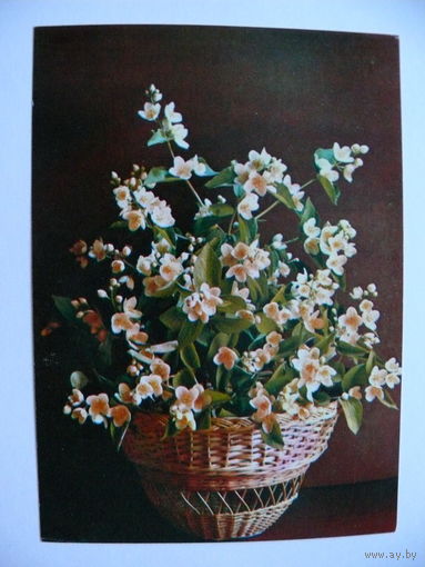 Костенко Г.(фото), Жасмин, 1981, чистая.