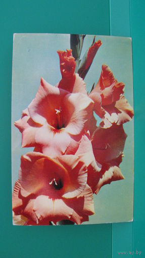 Открытка "Гладиолусы Блицард", 1975г.