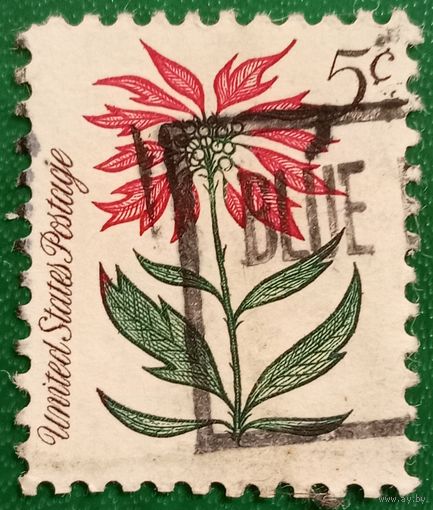 США 1964. Рождественская пуансеттия
