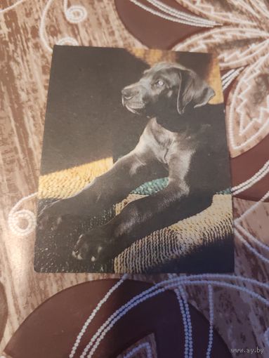 Календарик,собака,1989