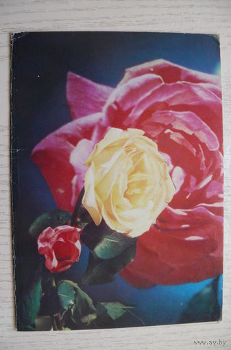 Савалов Е., С днем рождения! 1975, двойная, подписана.