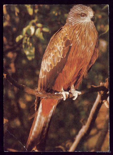 1983 год Коршун 2
