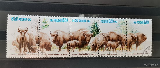 Польша 1981г. Охрана природы - Зубр *