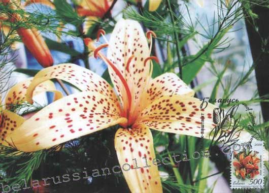 Картмаксимум "Лилия"