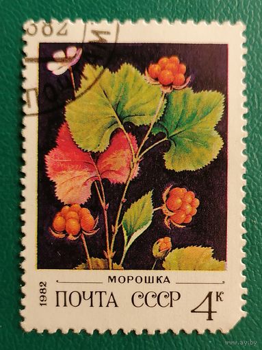 Морошка 1982