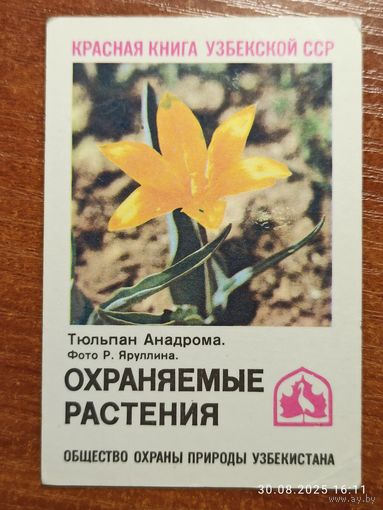 Календарик Тюльпан Анадрома 1986 Яруллин