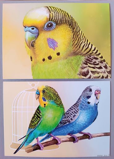 Попугайчики. Серия "Домашние питомцы"