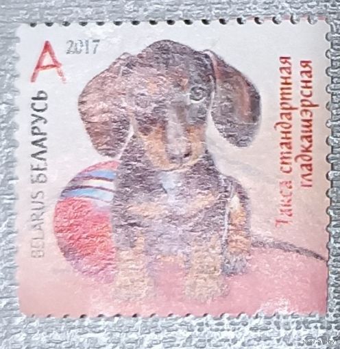 Собака. Беларусь, 2017