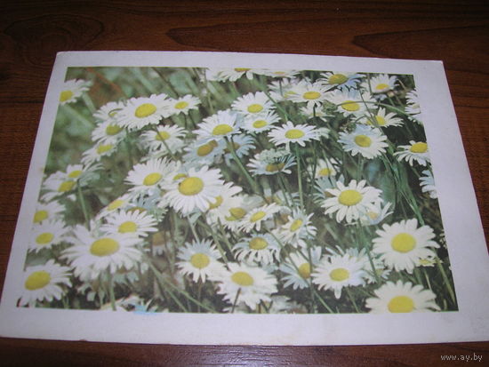 Ромашки 1964 год Подписана