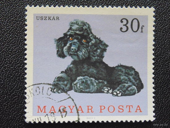 Венгрия. Собака.