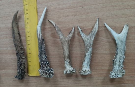 Рога косули,  малые, рожки потеряшки.  Для интерьера или творчества. При покупке  4_х и более штук, пересыл по Беларуси бесплатно. .